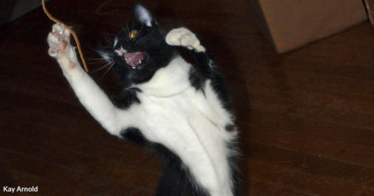 Black-and-white tuxedo cat stands upright on hind legs, mouth open and paw raised while playfully swatting at a dangling string on a wooden floor.