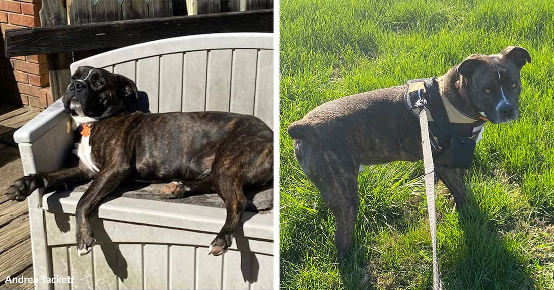 Side-by-side images of brindle dog resting on a bench in the sun and standing in grassy field on a leash.