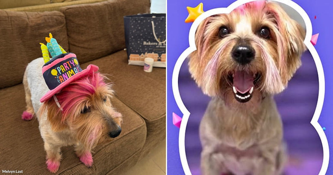 On the left, a pink-dyed terrier wearing a "Party Animal" birthday hat sits on a brown sofa; on the right, the same dog smiles in a festive Instagram story.