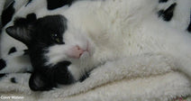 Black-and-white cat lies curled on a white patterned blanket, looking calmly toward the camera.