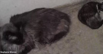Close-up of a fluffy gray-and-black raccoon curled up on a concrete floor indoors, with part of another raccoon visible in the upper right.