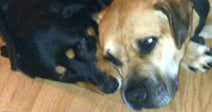 A tan dog and a black cat lie curled together on a wooden floor, resting peacefully side by side.