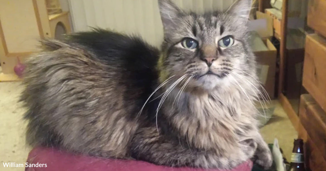 Long-haired gray tabby cat with bright blue eyes resting on a pink cushion indoors.