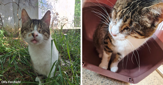 Side-by-side images showing a frail cat outdoors in grass and the same cat resting inside a carrier.
