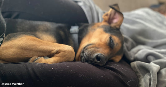 A brown-and-black dog curled up asleep on a dark cushion, wrapped loosely in soft blankets.