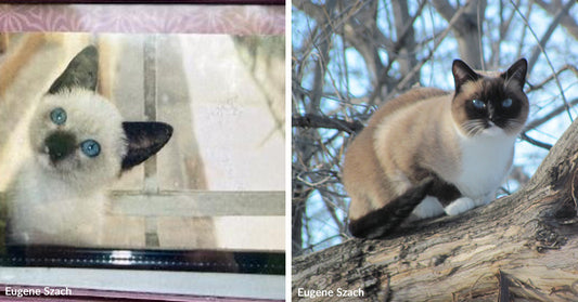 Starving Kitten Fights Her Way Across an Ocean and Into a Family’s Heart