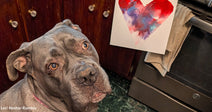 Gray pit bull gazing up while a person holds a painting labeled “Willow – 2026” with a red and purple heart.