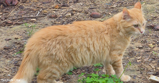 Orange cat standing outdoors on dirt and grass with text overlay reading “yahya today march 2026.”