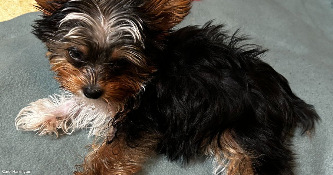 A tiny Yorkshire Terrier puppy with black, tan, and white fur rests on a gray dog bed, looking curiously at the camera.