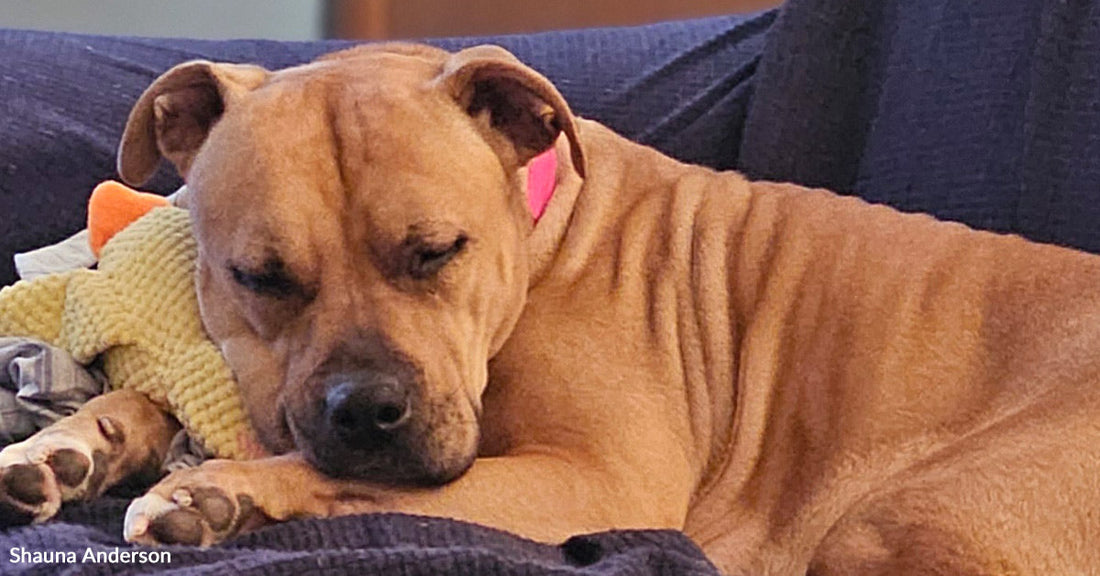 Told There Was No Space, This Pit Bull Faced Death Until One Couple Spoke Up