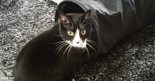 Black-and-white cat sitting halfway inside a soft fabric tunnel toy on a gray carpet, staring directly at the camera.