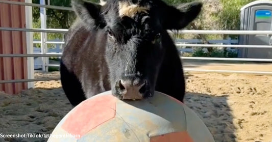 Rescued Cow Finds Comfort In Late Blind Cow's Bouncy Ball At Sanctuary