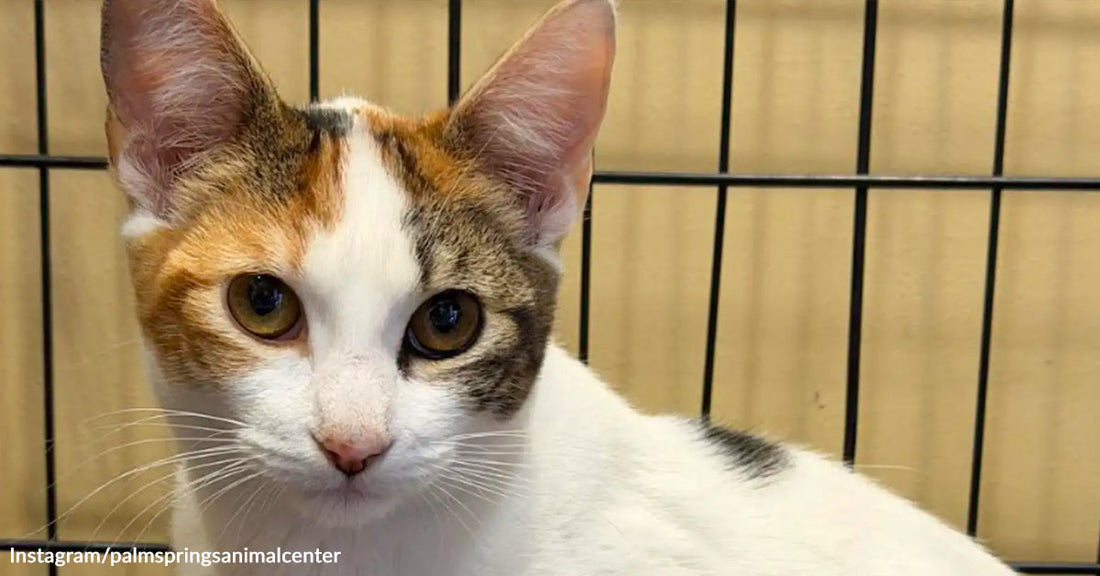 Close-up of a calico mother cat sitting protectively in front of several tiny orange and calico kittens inside a wire kennel.