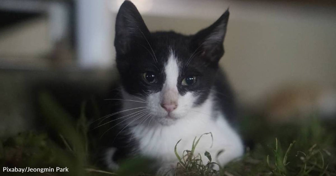 Kitten Stranded On a Billboard Rescued By Determined Family