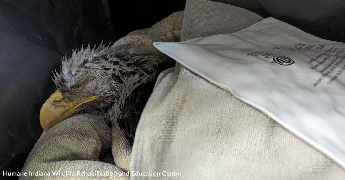 Help Rehabilitate Injured Bald Eagles So They Can Regain Their Wings