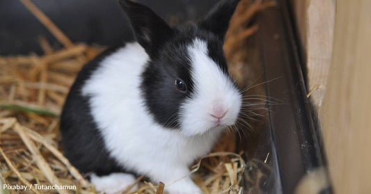 Rabbit Finally Finds a Home After More Than Three Years at a Shelter