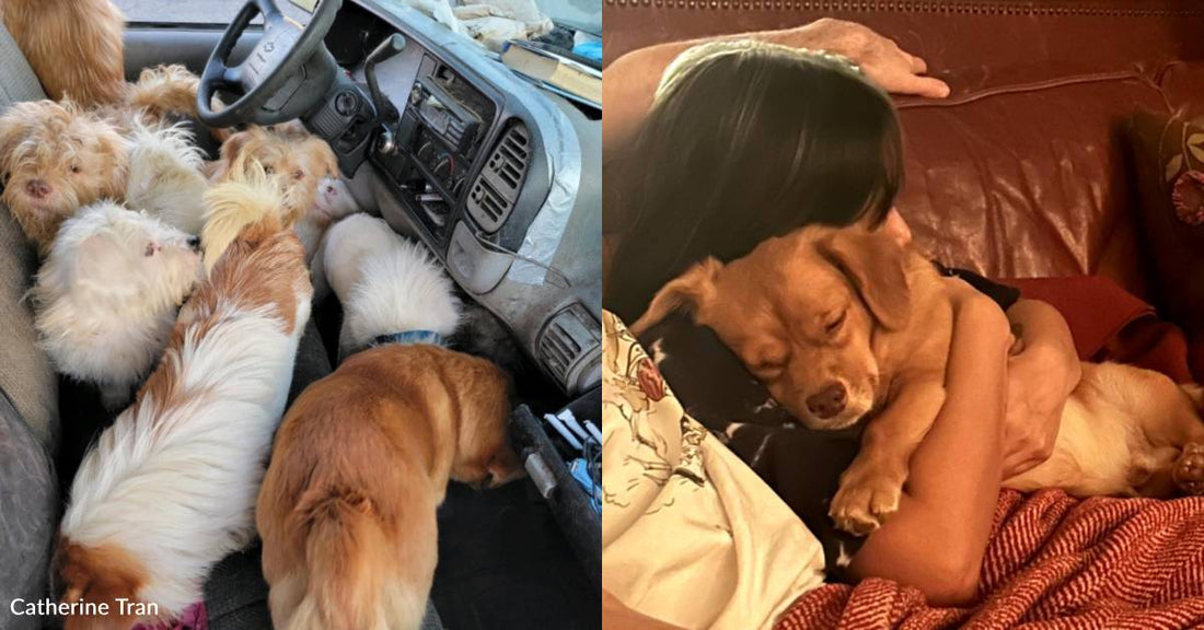 Timid Pup Rescued From Car with Nearly 100 Dogs and Cats