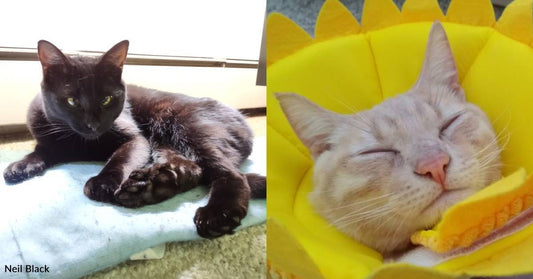 Cats Named Princess Emily of Sillybabytown and Griffin of Orange Rule Their Home Like Royalty