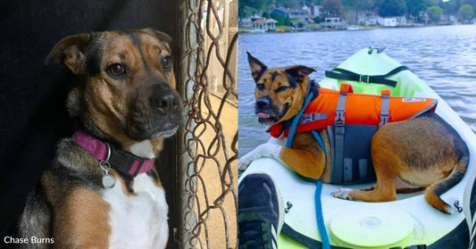 After More Than a Year in a Kennel, This Pooch's Life Has Turned Into a Constant Adventure