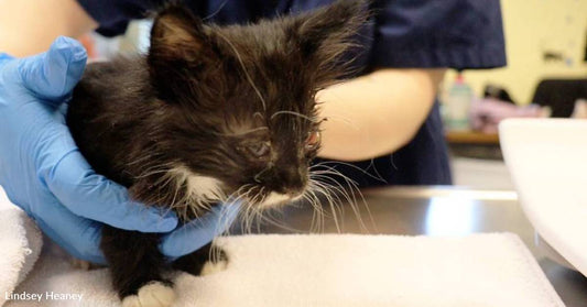 Good Samaritan Rescues Critically Ill Kittens, Shelter Works to Save Them