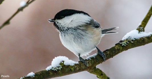 Be Kind To Our Feathered Friends: A Guide To Being A Responsible Bird Watcher