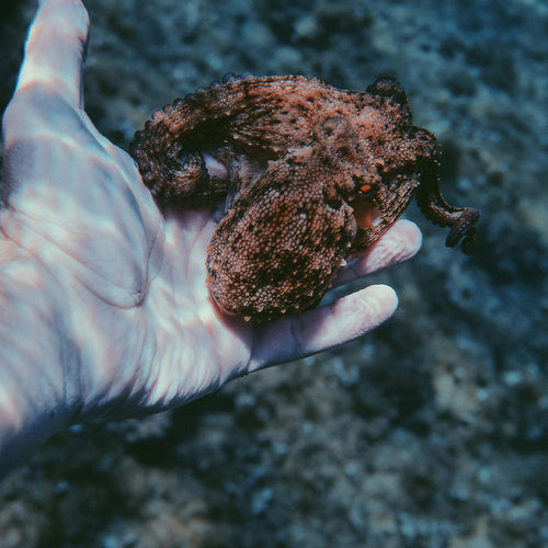 End Cruelty Disguised As Delicacy — Ban Restaurants From Serving Live Animals