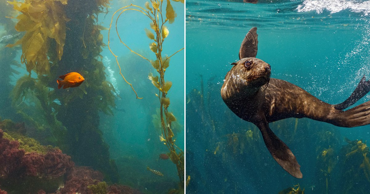 The Ocean's Most Vital Forests Are Disappearing Before Our Eyes