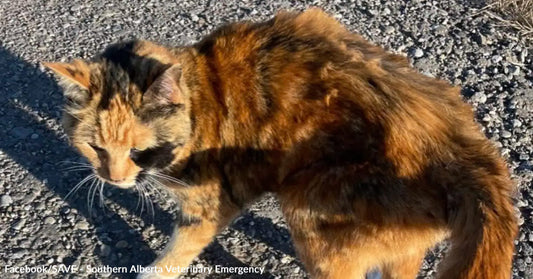 A calico cat walking on a gravel path in sunlight.