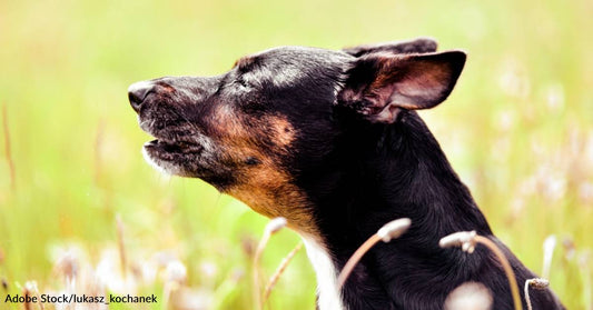 Reverse Sneezing in Dogs: What It Is and What to Do About It