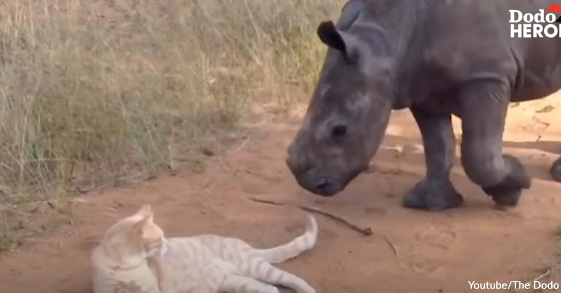 An Animal Rescuer Inspiringly Cares for Orphaned Baby Rhinos Together With Her Cat