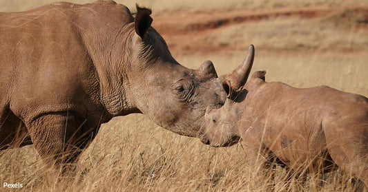 Scientists Race Against Time to Save Northern White Rhino From Extinction With IVF