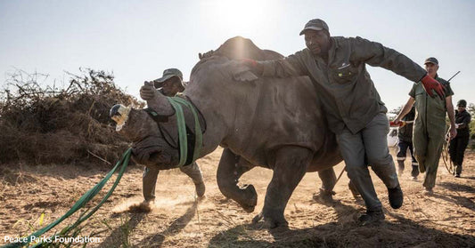 Wildlife rangers guiding and restraining a sedated rhinoceros along a dirt path during a conservation operation.