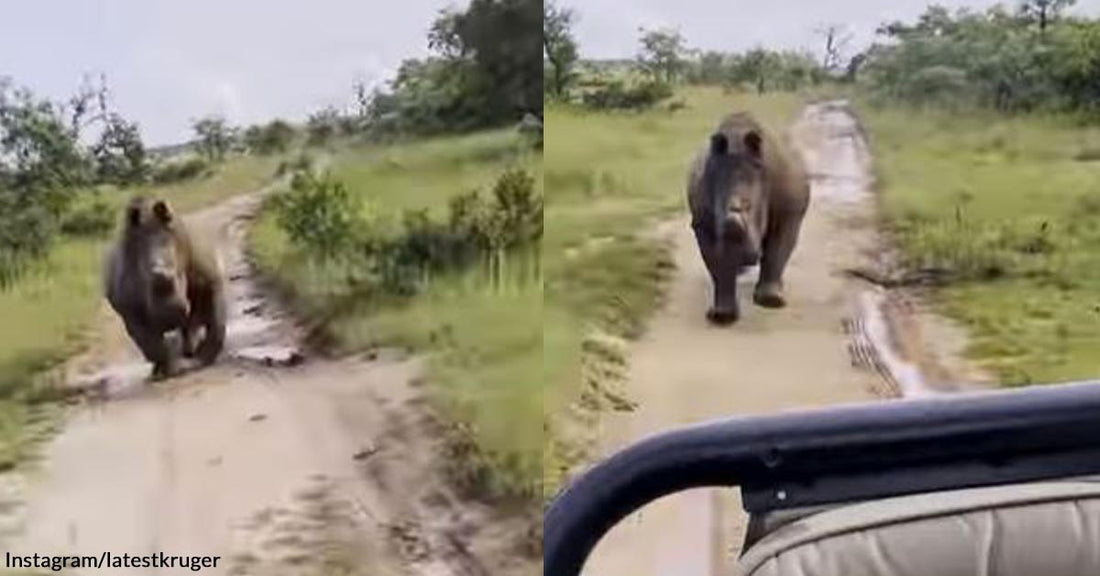 Safari Park Visitors Had a Heart-Racing Experience After a Rhinoceros Chased Their Jeep