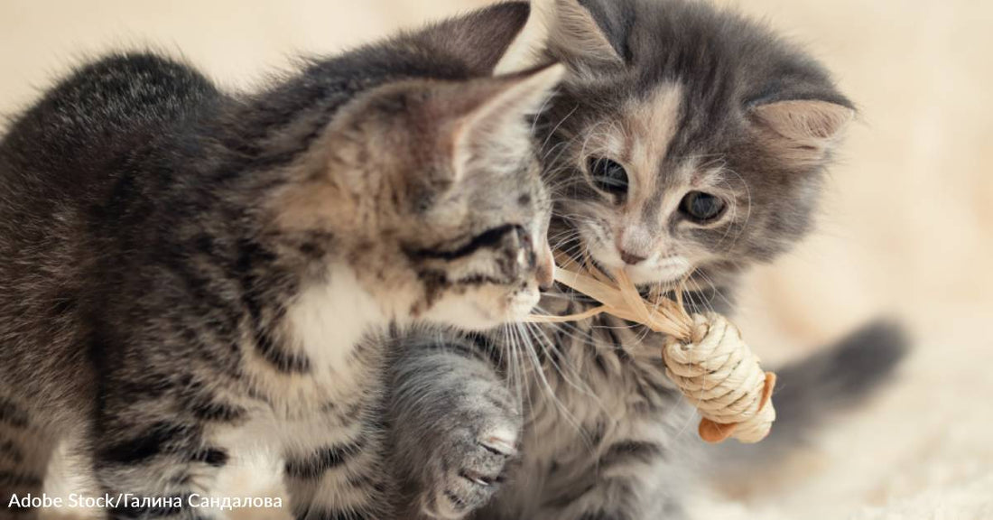 After Barn Owner Threatens to Throw Stray Kittens Into the River, Employee Saves Them