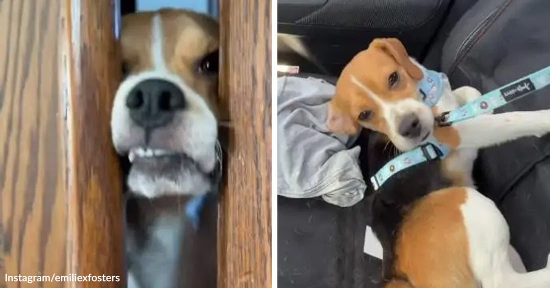 Split-screen showing a dog peeking through a narrow gate opening and later resting on a car seat wearing a leash and collar.