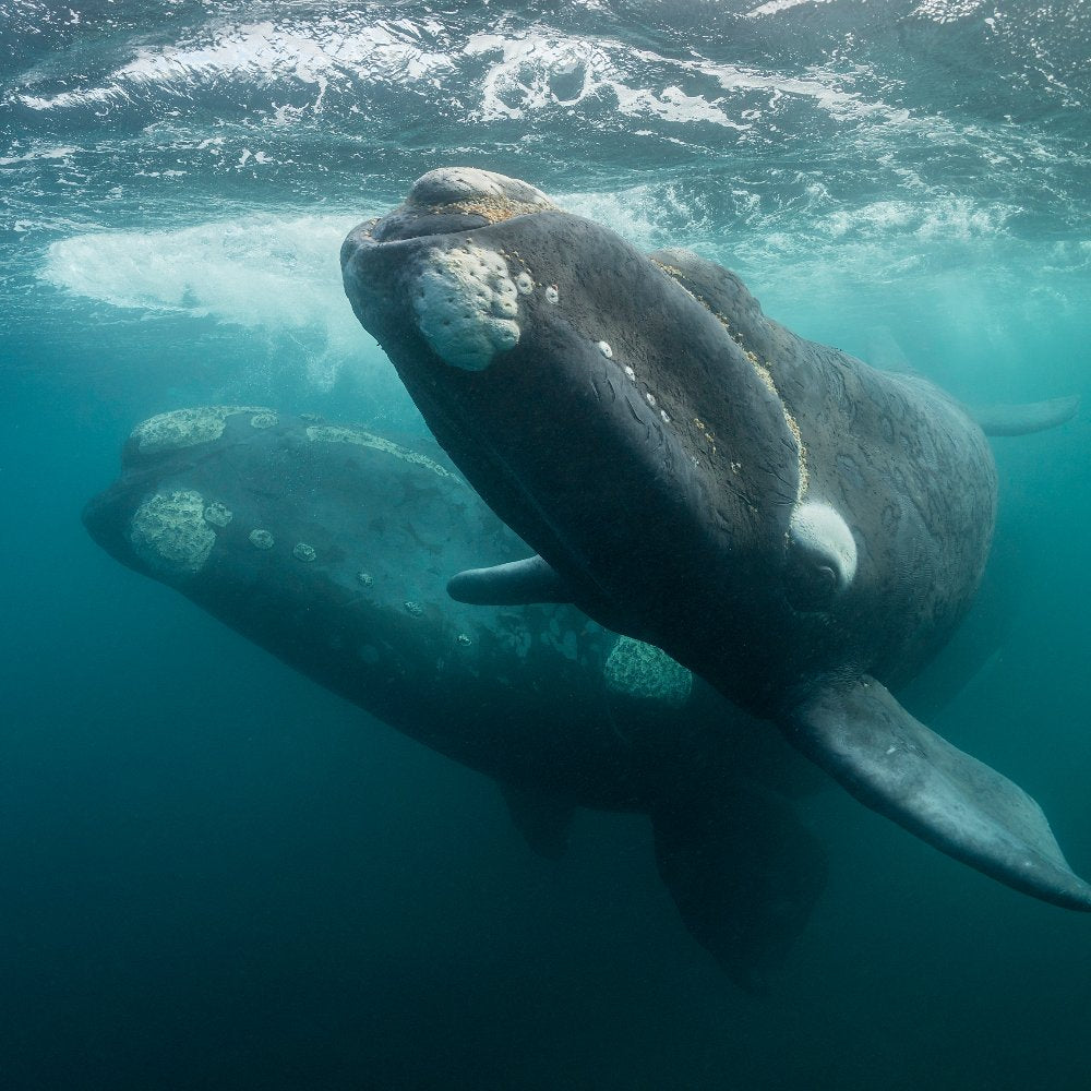 Stop Congress From Trading Whale Lives for a Decade of Delay