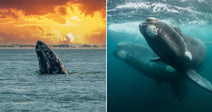 On the left, a gray whale spy-hops from the ocean at sunset; on the right, two large dark whales swim together in blue underwater depths.