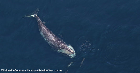 Innovative Technologies Promoted By U.S. President Could Be the Last Hope for North Atlantic Right Whales