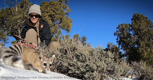 Masked Intruder In Utah Home Is Released Back Into the Wild