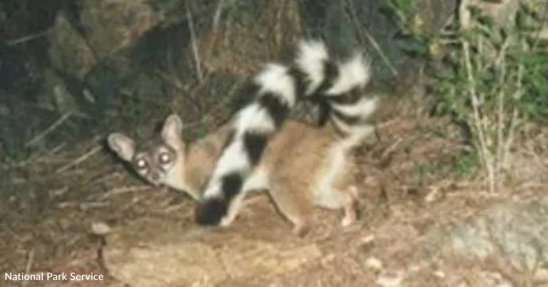 Elusive Nocturnal Species Spotted in Texas State Park