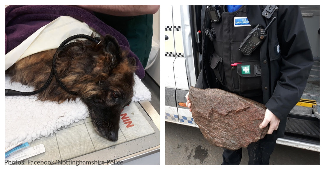 Monsters Tied A Heavy Rock To Dog's Leash And Tossed Her In River To Drown, But She Survived