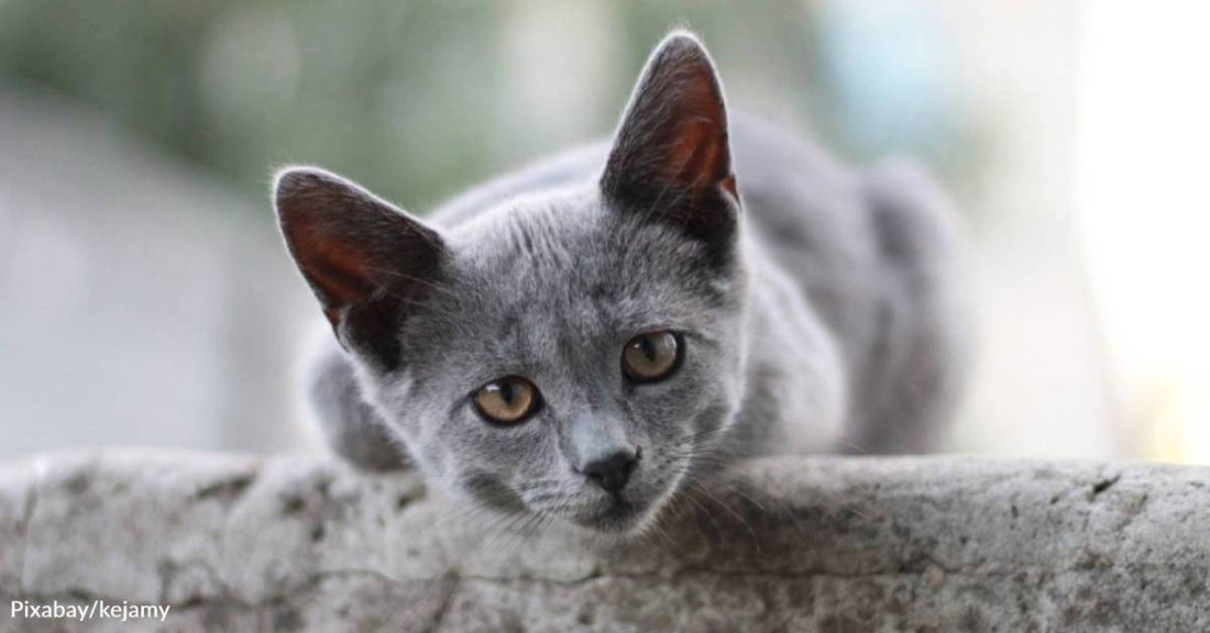 Woman Uses Leftover Fajitas to Lure Skittish Kitten Off the Road