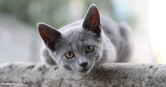 Woman Uses Leftover Fajitas to Lure Skittish Kitten Off the Road