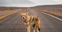 A coyote stands alertly in the middle of a long, empty desert highway with hazy mountains in the background.