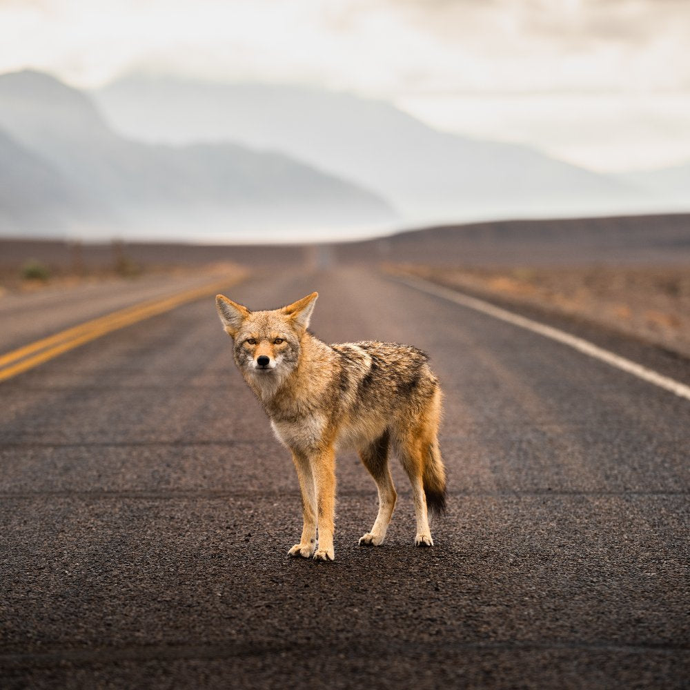 A coyote stands alertly in the middle of a long, empty desert highway with hazy mountains in the background.