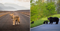 On the left, a coyote stands alone on a desert highway with mountains in the distance; on the right, a black bear and three cubs cross a lush, tree-lined road.