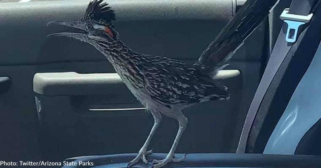 Roadrunner Escapes Coyote By Jumping In Arizona Ranger's Truck