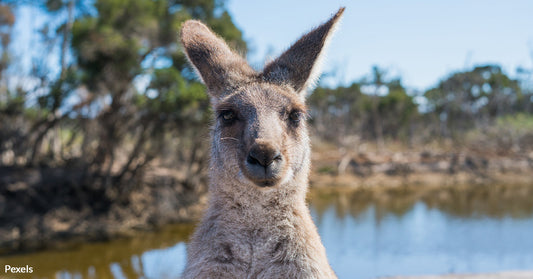 Repeat Kangaroo Escapes Expose Dangerous Flaws in Roadside Zoo Management