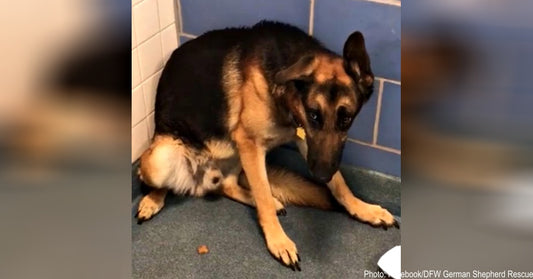 Family Dumps Loyal Dog At Shelter Because They Are Having A Baby