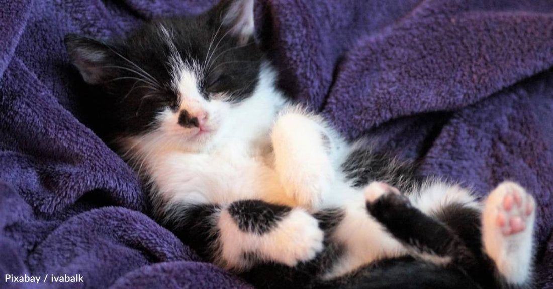 Kitten Rescued After Losing His Family in House Fire